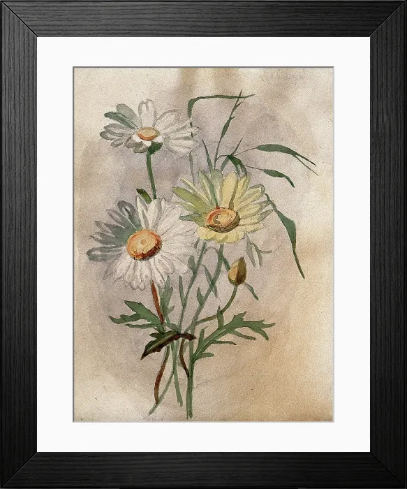 Framed Print : Ox-eye or marguerite daisy (Leucanthemum vulgare): flowers and leaves. Creator: Unknown Framed Print : Ox-eye or marguerite daisy (Leucanthemum vulgare): flowers and leaves. Creator: Unknown