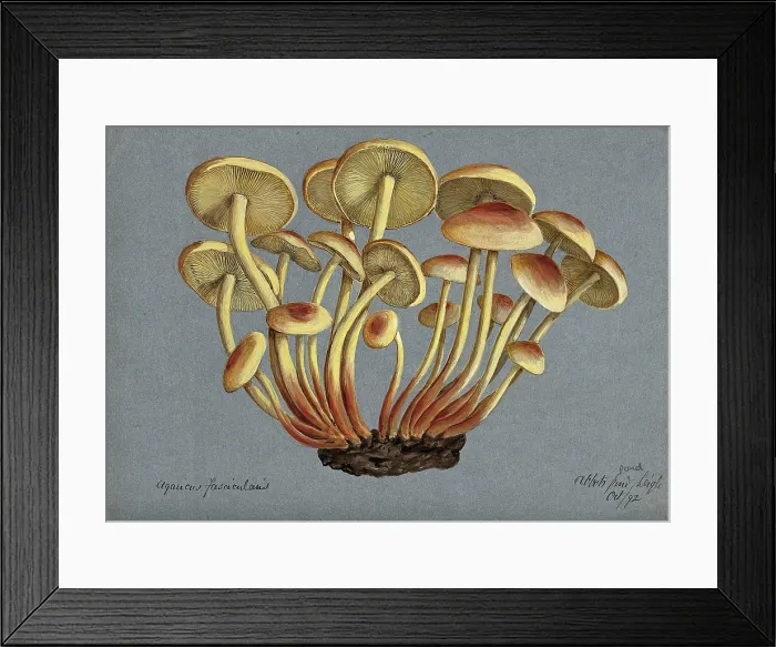 Framed Print : Sulphur tuft fungus (Hypholoma fasciculare), 1892. Creator: Unknown Framed Print : Sulphur tuft fungus (Hypholoma fasciculare), 1892. Creator: Unknown