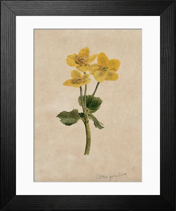 Framed Print : Marsh marigold or kingcups (Caltha palustris): flowering stem. Creator: Unknown Framed Print : Marsh marigold or kingcups (Caltha palustris): flowering stem. Creator: Unknown