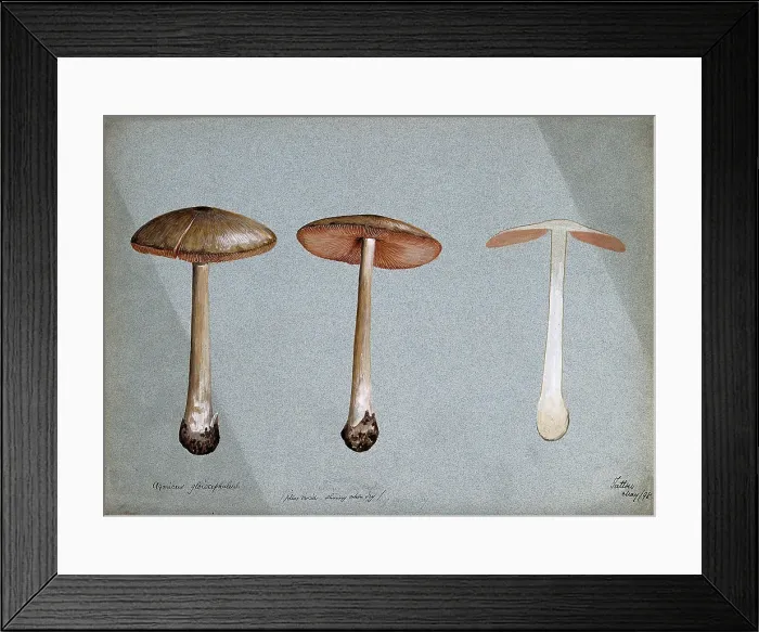 Framed Print : A fungus (Agaricus gloiocephalus): three fruiting bodies, 1898. Creator: Unknown Framed Print : A fungus (Agaricus gloiocephalus): three fruiting bodies, 1898. Creator: Unknown