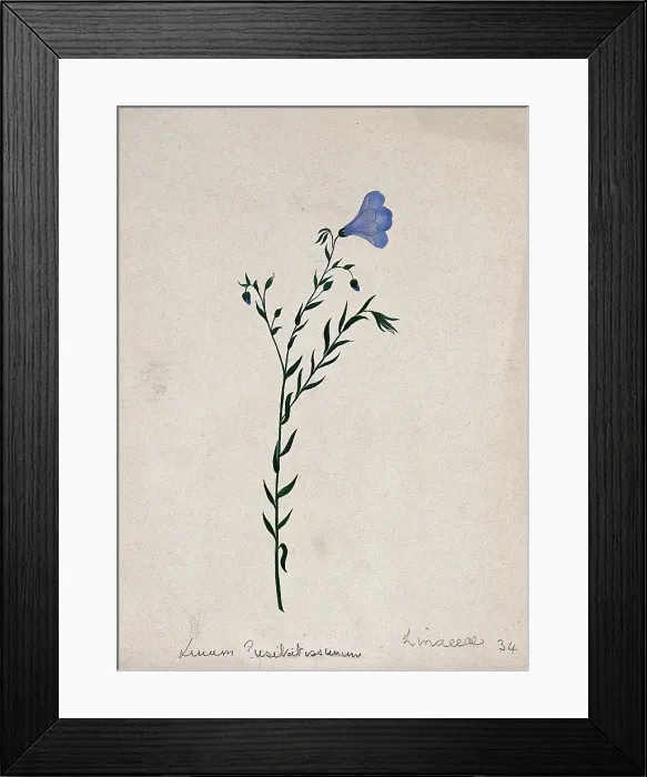 Framed Print : Flax plant (Linum species): flowering stem. Creator: Unknown Framed Print : Flax plant (Linum species): flowering stem. Creator: Unknown