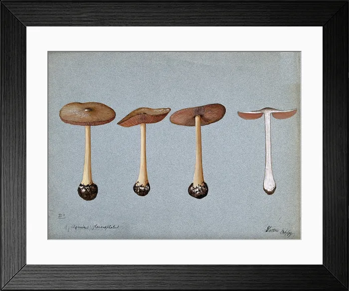 Framed Print : A fungus (Agaricus gloiocephalus): four fruiting bodies, 1899. Creator: Unknown Framed Print : A fungus (Agaricus gloiocephalus): four fruiting bodies, 1899. Creator: Unknown