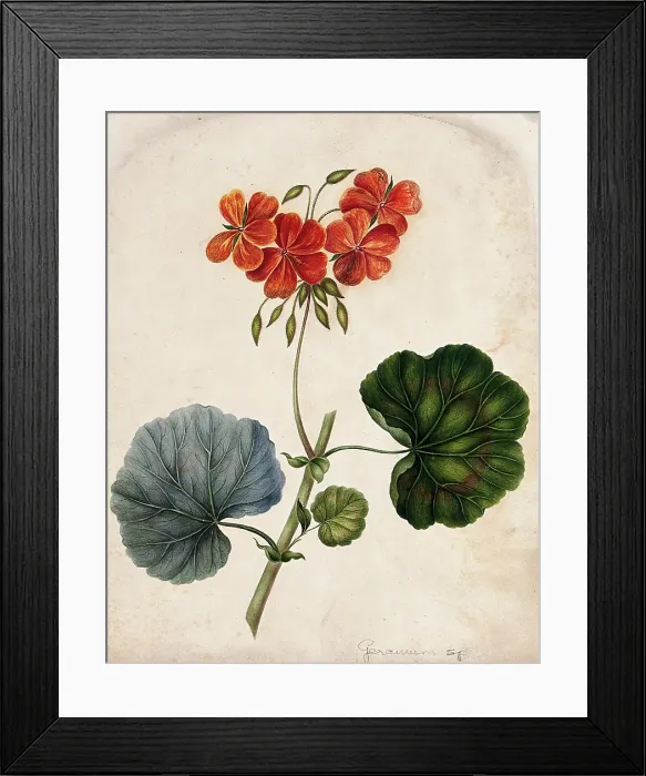 Framed Print : An ornamental geranium (Geranium species): flowering stem. Creator: Unknown Framed Print : An ornamental geranium (Geranium species): flowering stem. Creator: Unknown