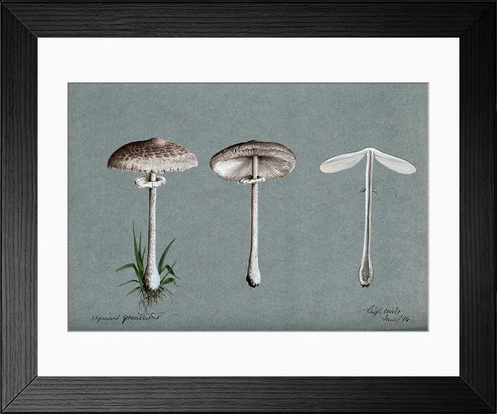 Framed Print : A fungus (Agaricus graciliatus): three fruiting bodies, 1894. Creator: Unknown Framed Print : A fungus (Agaricus graciliatus): three fruiting bodies, 1894. Creator: Unknown