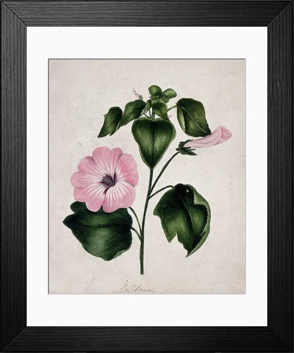 Framed Print : Mallow (Malva species): flowering stem. Creator: Unknown Framed Print : Mallow (Malva species): flowering stem. Creator: Unknown