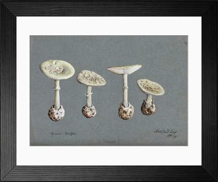 Framed Print : False death cap fungus (Amanita citrina): four fruiting bodies, 1893. Creator: Unknown Framed Print : False death cap fungus (Amanita citrina): four fruiting bodies, 1893. Creator: Unknown