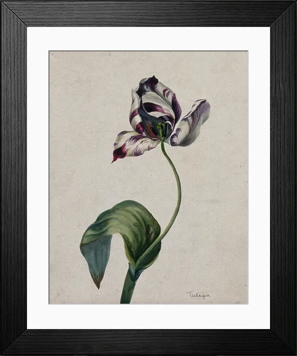 Framed Print : Purple striped tulip (Tulipa species): flower and leaves. Creator: Unknown Framed Print : Purple striped tulip (Tulipa species): flower and leaves. Creator: Unknown