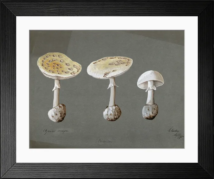 Framed Print : False death cap fungus (Amanita citrina): three fruiting bodies, 1895. Creator: Unknown Framed Print : False death cap fungus (Amanita citrina): three fruiting bodies, 1895. Creator: Unknown