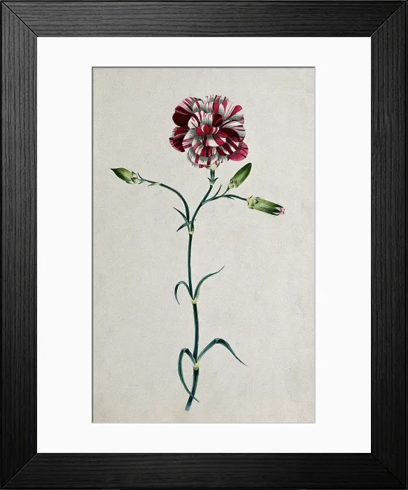 Framed Print : Striped red carnation (Dianthus species): flowering stem. Creator: Unknown Framed Print : Striped red carnation (Dianthus species): flowering stem. Creator: Unknown