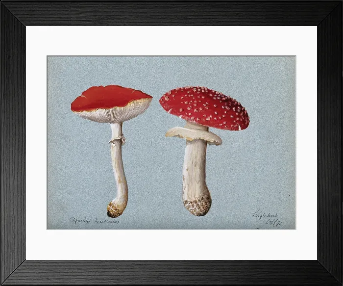 Framed Print : The fly agaric fungus (Amanita muscaria): two fruiting bodies, 1890. Creator: Unknown Framed Print : The fly agaric fungus (Amanita muscaria): two fruiting bodies, 1890. Creator: Unknown