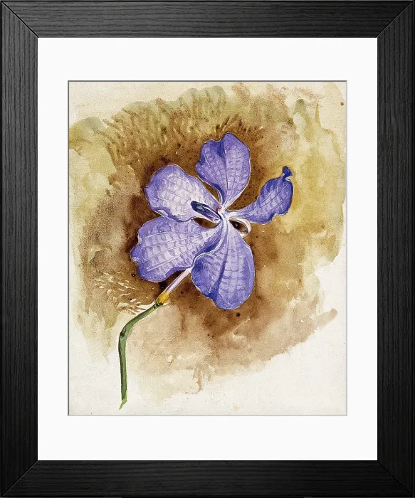 Framed Print : An orchid flower. Creator: Unknown