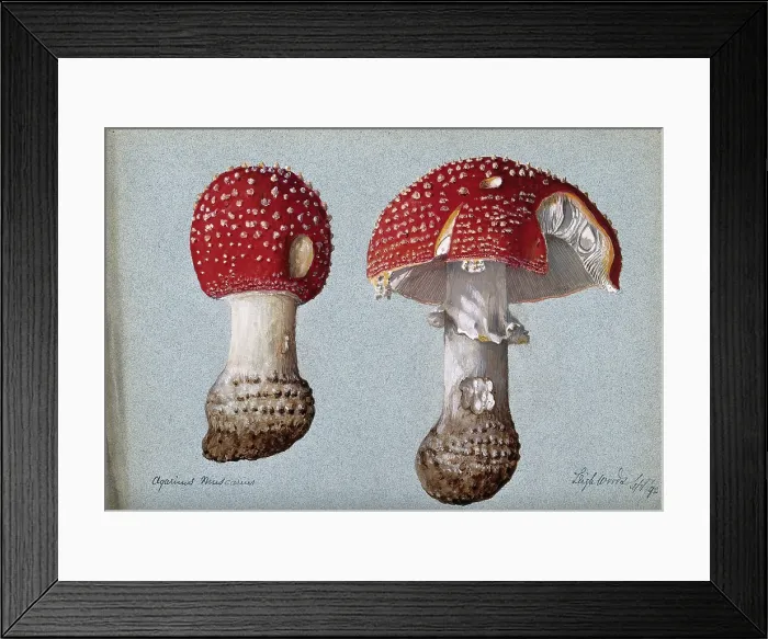 Framed Print : The fly agaric fungus (Amanita muscaria): two fruiting bodies, 1892. Creator: Unknown Framed Print : The fly agaric fungus (Amanita muscaria): two fruiting bodies, 1892. Creator: Unknown