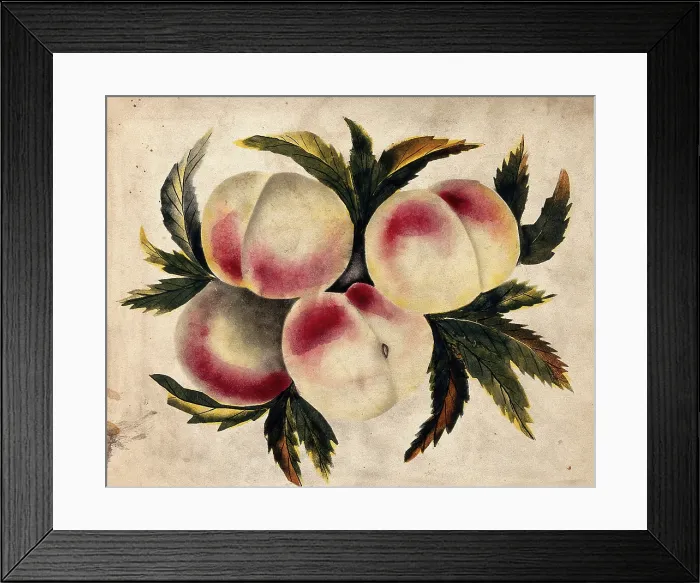 Framed Print : Peach (Prunus species): fruits and leaves. Creator: Unknown Framed Print : Peach (Prunus species): fruits and leaves. Creator: Unknown