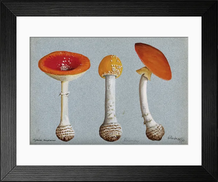 Framed Print : The fly agaric fungus (Amanita muscaria): three fruiting bodies, 1893. Creator: Unknown Framed Print : The fly agaric fungus (Amanita muscaria): three fruiting bodies, 1893. Creator: Unknown