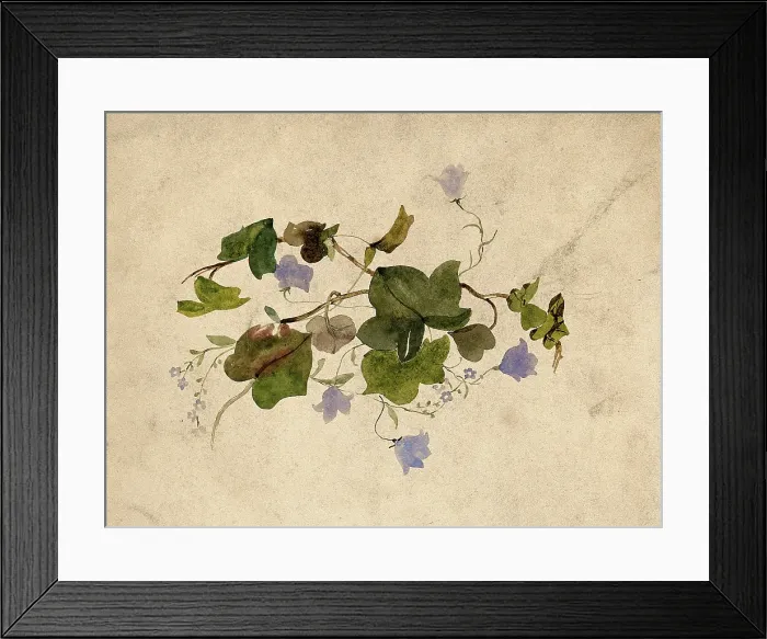 Framed Print : Collection of blue flowers and ivy leaves. Creator: Unknown Framed Print : Collection of blue flowers and ivy leaves. Creator: Unknown