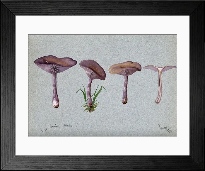 Framed Print : The wood blewit fungus (Lepista nuda): four fruiting bodies, 1898. Creator: Unknown Framed Print : The wood blewit fungus (Lepista nuda): four fruiting bodies, 1898. Creator: Unknown