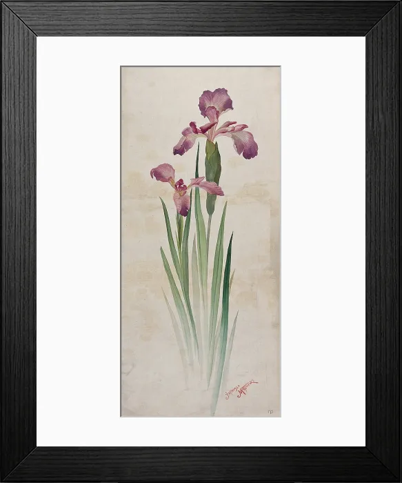 Framed Print : Japanese matsuzaki iris (Iris kaempferi cv): mauve flowers and leaves. Creator: Unknown Framed Print : Japanese matsuzaki iris (Iris kaempferi cv): mauve flowers and leaves. Creator: Unknown