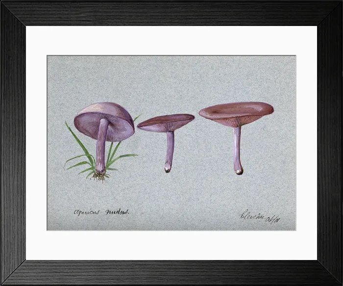 Framed Print : The wood blewit fungus (Lepista nuda): three fruiting bodies, 1901. Creator: Unknown Framed Print : The wood blewit fungus (Lepista nuda): three fruiting bodies, 1901. Creator: Unknown
