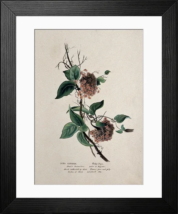 Framed Print : Wax plant (Hoya carnosa): flowering stem, (c1850?). Creator: Unknown Framed Print : Wax plant (Hoya carnosa): flowering stem, (c1850?). Creator: Unknown