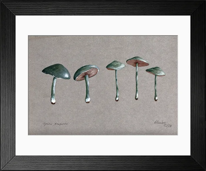 Framed Print : A fungus (Stropharia aeruginosa): five fruiting bodies, 1883. Creator: Unknown Framed Print : A fungus (Stropharia aeruginosa): five fruiting bodies, 1883. Creator: Unknown