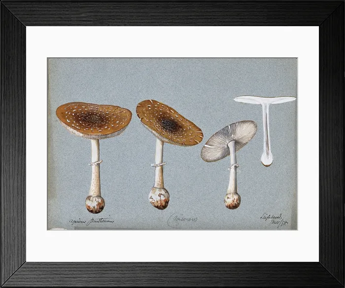 Framed Print : Panther cap fungus (Amanita pantherina): four fruiting bodies, one sectioned, 1893. Creator: Unknown Framed Print : Panther cap fungus (Amanita pantherina): four fruiting bodies, one sectioned, 1893. Creator: Unknown