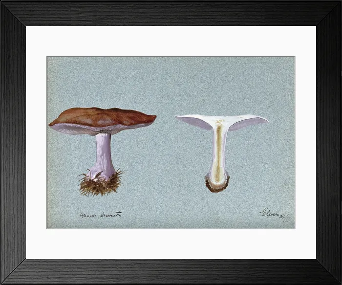 Framed Print : Blewit fungus (Lepista saeva): two fruiting bodies, one sectioned, 1897. Creator: Unknown Framed Print : Blewit fungus (Lepista saeva): two fruiting bodies, one sectioned, 1897. Creator: Unknown