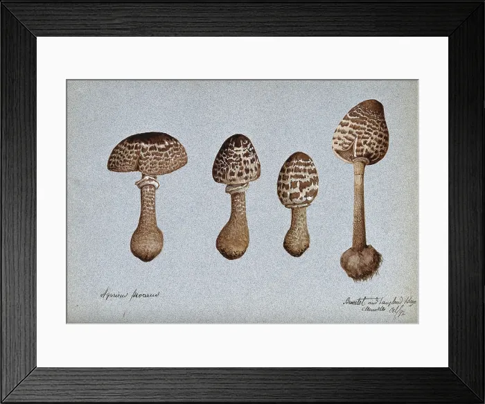 Framed Print : Parasol mushrooms (Lepiota procera): four fruiting bodies, 1892. Creator: Unknown Framed Print : Parasol mushrooms (Lepiota procera): four fruiting bodies, 1892. Creator: Unknown