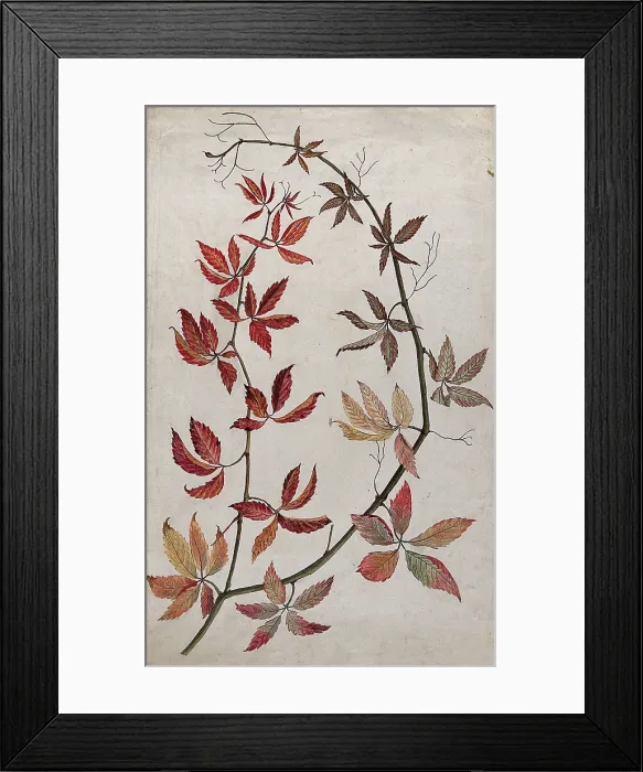 Framed Print : Virginia creeper (Parthenocissus quinquefolia): stem with coloured autumn leaves, c1890s. Creator: Unknown Framed Print : Virginia creeper (Parthenocissus quinquefolia): stem with coloured autumn leaves, c1890s. Creator: Unknown