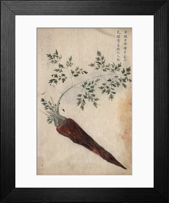 Framed Print : A carrot (Daucus carota): root with leaves. Creator: Unknown Framed Print : A carrot (Daucus carota): root with leaves. Creator: Unknown