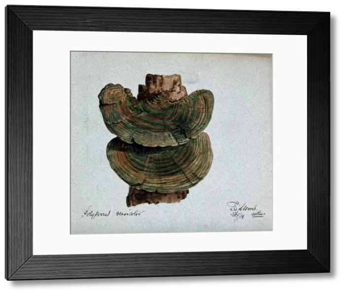 Framed Print : A bracket fungus (Coriolus versicolor): fruiting bodies growing on wood, 1889. Creator: Arthur Wheeler Framed Print : A bracket fungus (Coriolus versicolor): fruiting bodies growing on wood, 1889. Creator: Arthur Wheeler