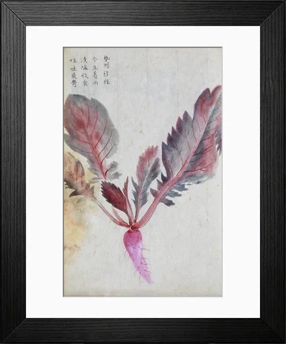 Framed Print : A radish (Raphanus species): root and leaves. Creator: Unknown Framed Print : A radish (Raphanus species): root and leaves. Creator: Unknown