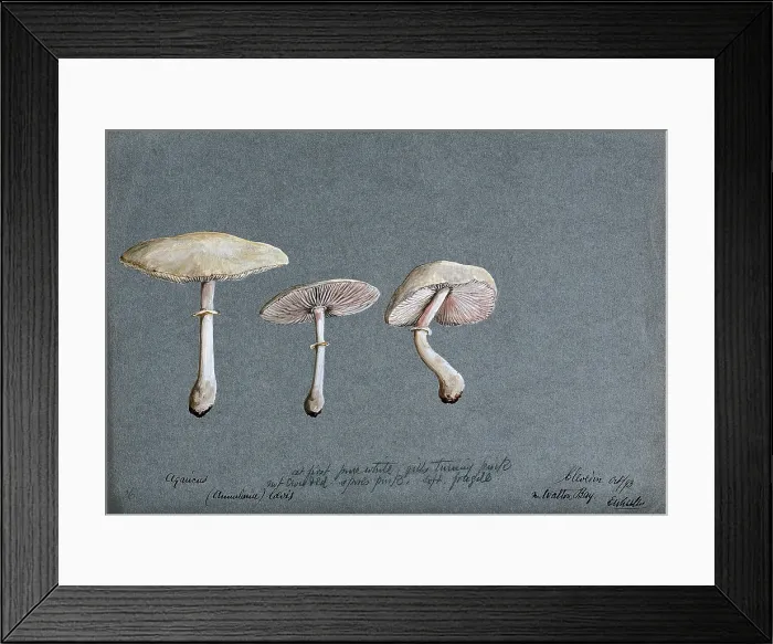 Framed Print : A fungus (Agaricus laevis): three fruiting bodies, 1893. Creator: Edwin Wheeler Framed Print : A fungus (Agaricus laevis): three fruiting bodies, 1893. Creator: Edwin Wheeler