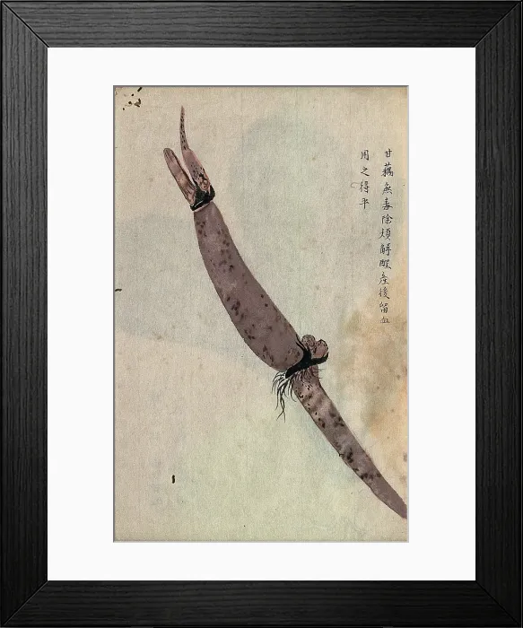 Framed Print : Lotus root (Nelumbo nucifera): part of rhizome. Creator: Unknown Framed Print : Lotus root (Nelumbo nucifera): part of rhizome. Creator: Unknown