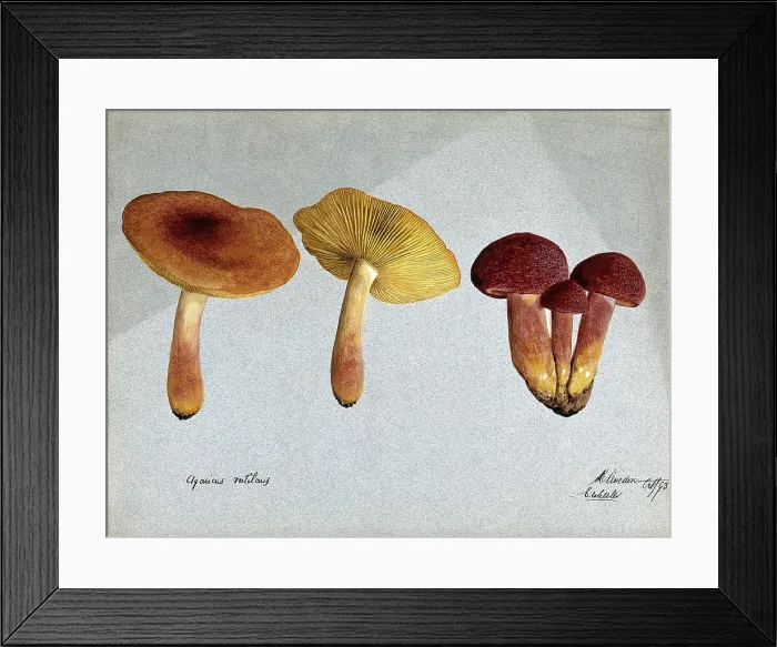 Framed Print : Plums and custard fungus (Tricholomopsis rutilans): five fruiting bodies, 1893. Creator: Edwin Wheeler Framed Print : Plums and custard fungus (Tricholomopsis rutilans): five fruiting bodies, 1893. Creator: Edwin Wheeler