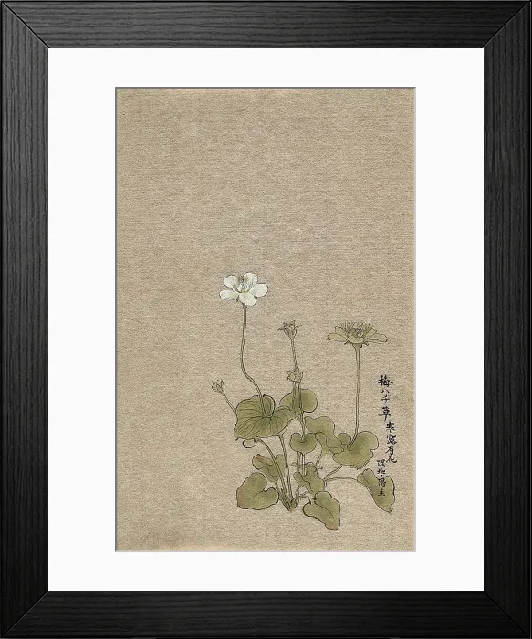 Framed Print : A Japanese flowering plant. Creator: Unknown Framed Print : A Japanese flowering plant. Creator: Unknown