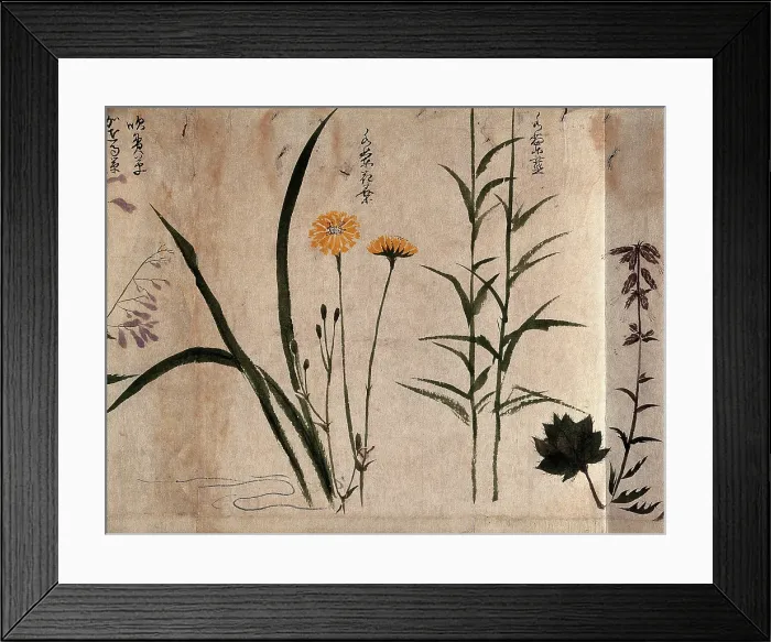 Framed Print : Three flowering plants, one possibly a composite, 1870. Creator: Unknown Framed Print : Three flowering plants, one possibly a composite, 1870. Creator: Unknown