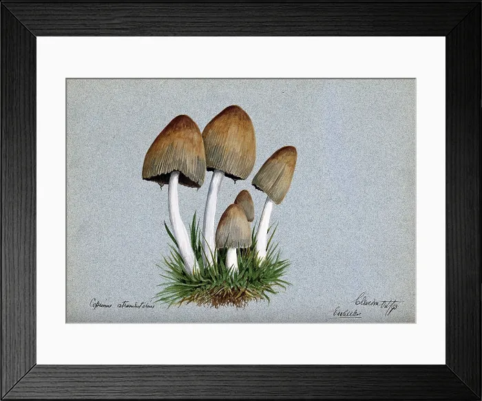 Framed Print : A fungus (Coprinus atramentarius): five fruiting bodies in grass, 1893. Creator: Edwin Wheeler Framed Print : A fungus (Coprinus atramentarius): five fruiting bodies in grass, 1893. Creator: Edwin Wheeler