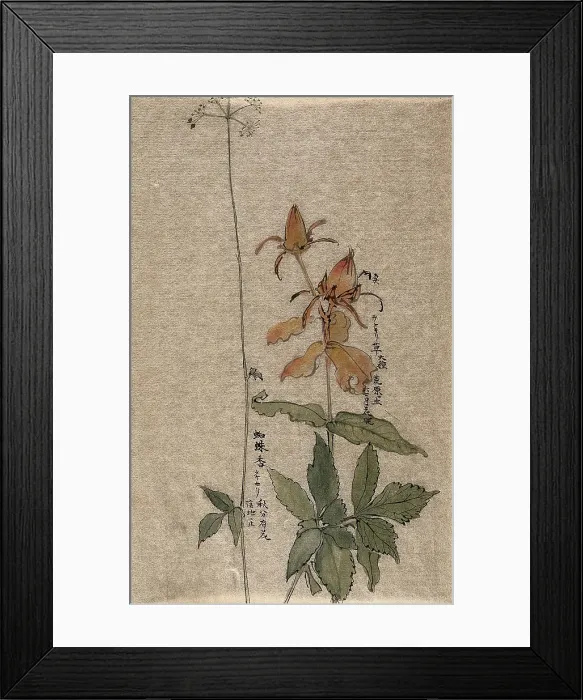Framed Print : A fruiting rose (Rosa species) on the left, a flowering plant on the right. Creator: Unknown Framed Print : A fruiting rose (Rosa species) on the left, a flowering plant on the right. Creator: Unknown