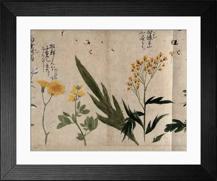 Framed Print : Three flowering plants, including coltsfoot (Tussilago farfara), common rue (Ruta... 1870. Creator: Unknown) Framed Print : Three flowering plants, including coltsfoot (Tussilago farfara), common rue (Ruta... 1870. Creator: Unknown)