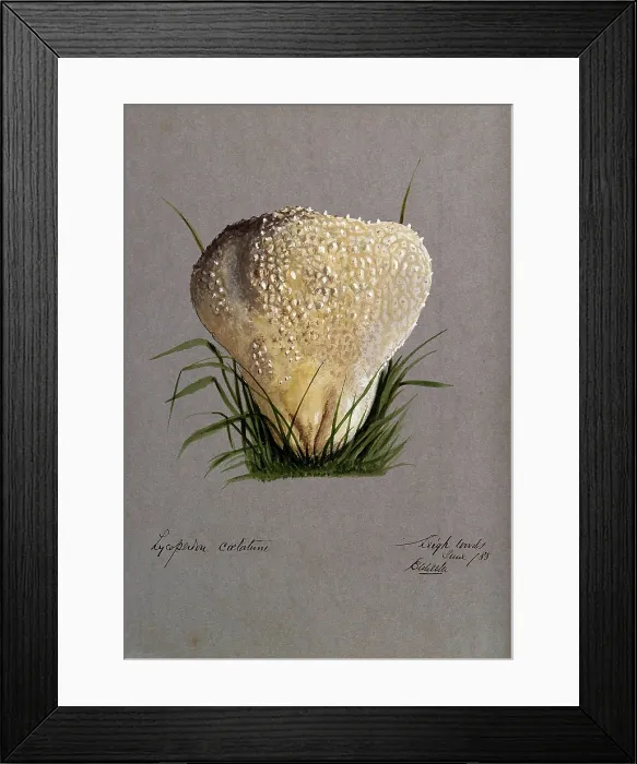 Framed Print : A puff ball (Lycoperdon species), 1888. Creator: Edwin Wheeler Framed Print : A puff ball (Lycoperdon species), 1888. Creator: Edwin Wheeler