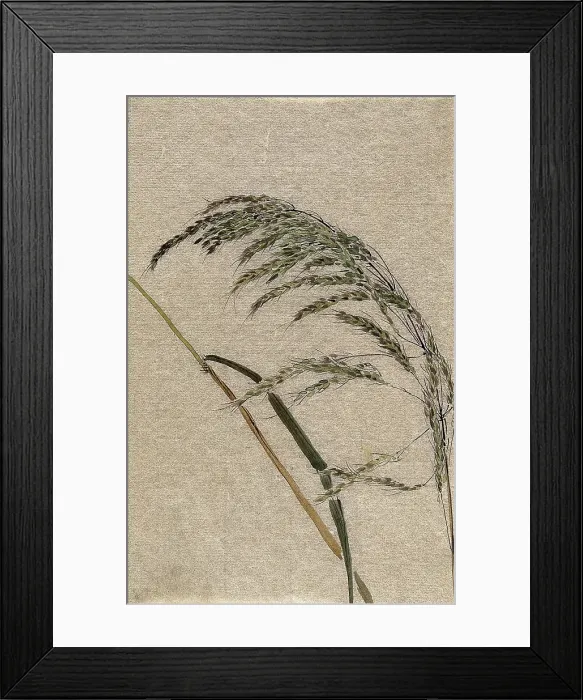 Framed Print : A grass (Panicum species): seed head and stalk, c19th century. Creator: Unknown Framed Print : A grass (Panicum species): seed head and stalk, c19th century. Creator: Unknown