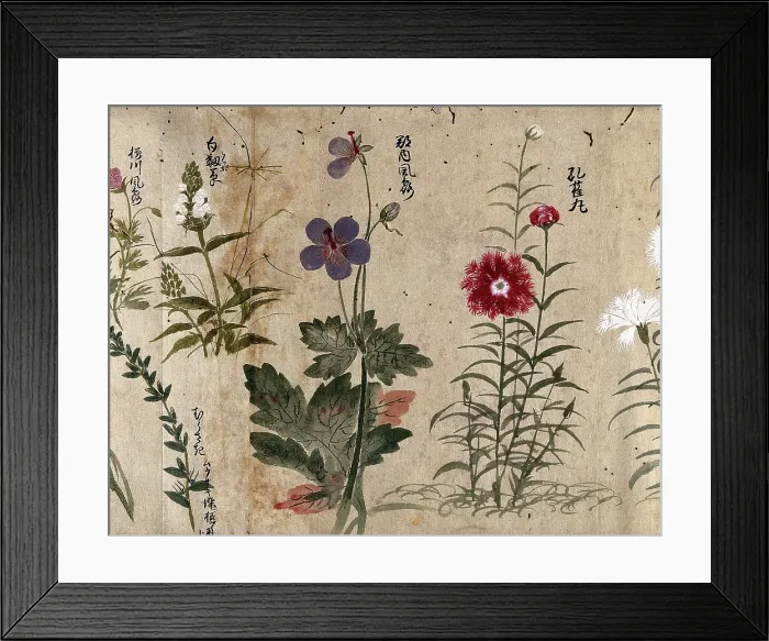 Framed Print : Four flowering plants, one possibly a pink (Dianthus species) and one a Geranium species, 1870. Creator: Unknown Framed Print : Four flowering plants, one possibly a pink (Dianthus species) and one a Geranium species, 1870. Creator: Unknown