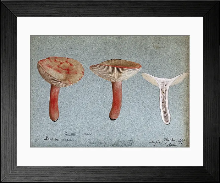 Framed Print : A fungus (Russula queletii?): three fruiting bodies, one sectioned, 1893. Creator: Edwin Wheeler Framed Print : A fungus (Russula queletii?): three fruiting bodies, one sectioned, 1893. Creator: Edwin Wheeler