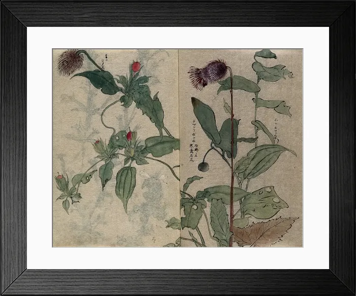 Framed Print : A thistle flower and fruiting plant. Creator: Unknown Framed Print : A thistle flower and fruiting plant. Creator: Unknown