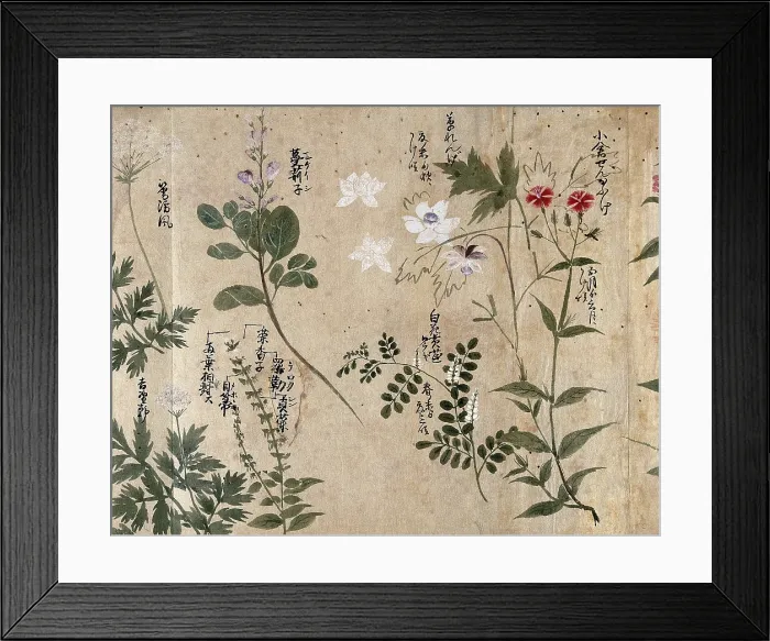 Framed Print : Six flowering plants, one possibly a pink (Dianthus species) and one an Anthriscus species, 1870. Creator: Unknown Framed Print : Six flowering plants, one possibly a pink (Dianthus species) and one an Anthriscus species, 1870. Creator: Unknown