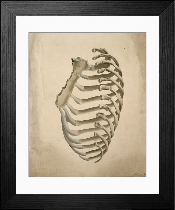 Framed Print : Sternum and right side of rib cage, seen from behind, 1831. Creator: GE Blenkins Framed Print : Sternum and right side of rib cage, seen from behind, 1831. Creator: GE Blenkins