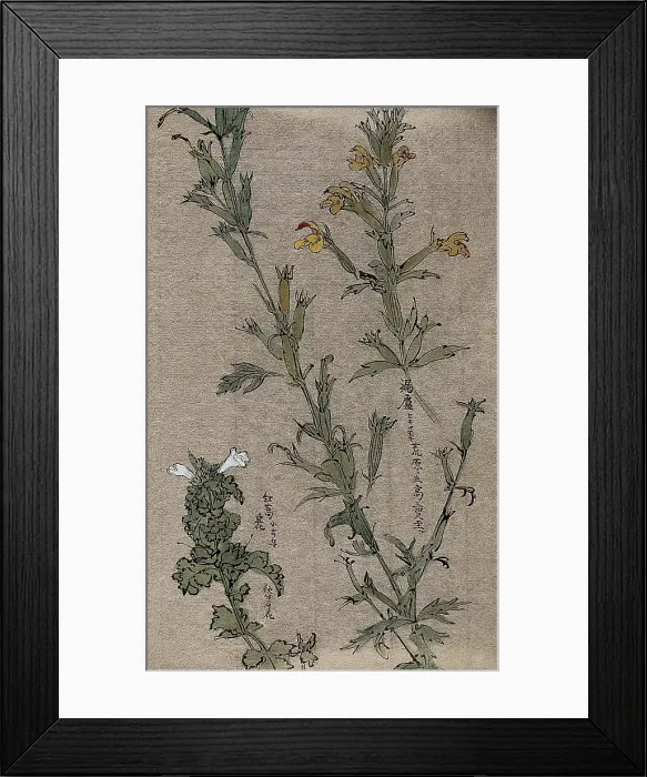Framed Print : Two plants, possibly louseworts (Pedicularis species): flowering stems. Creator: Unknown Framed Print : Two plants, possibly louseworts (Pedicularis species): flowering stems. Creator: Unknown