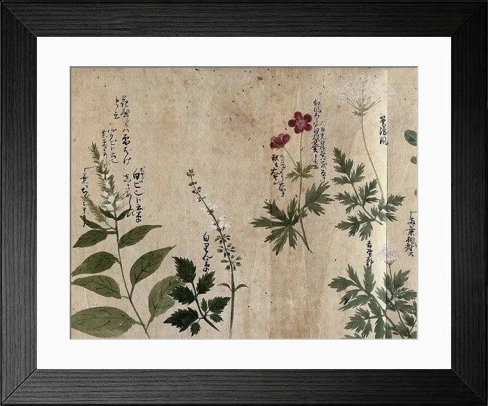Framed Print : Five flowering plants, one possibly an Anthriscus species, 1870. Creator: Unknown Framed Print : Five flowering plants, one possibly an Anthriscus species, 1870. Creator: Unknown