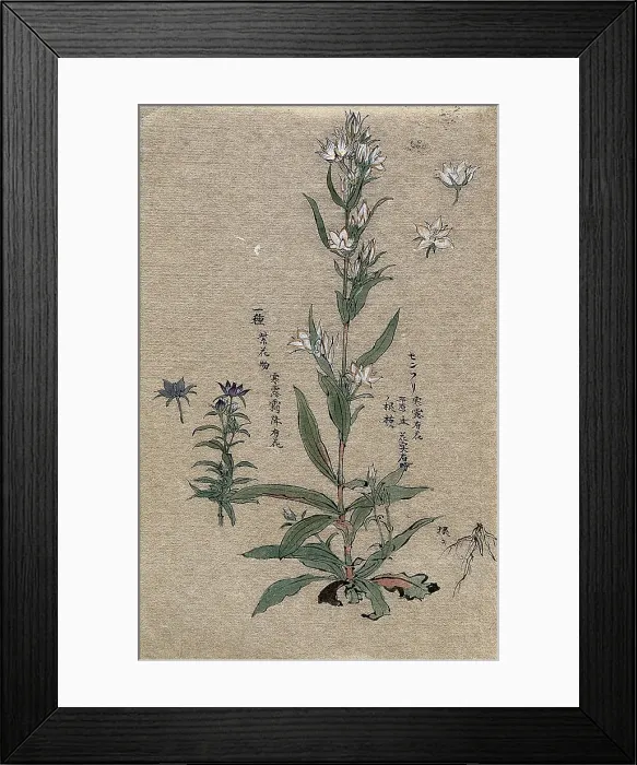 Framed Print : Two flowering plants. Creator: Unknown Framed Print : Two flowering plants. Creator: Unknown