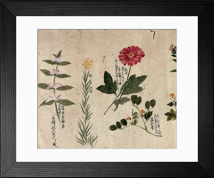Framed Print : Four flowering plants, including a legume, a labiate and an anemone, 1870. Creator: Unknown Framed Print : Four flowering plants, including a legume, a labiate and an anemone, 1870. Creator: Unknown